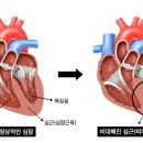 그레이스 고양이 심장&치과병원 이미지