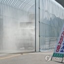 도고양돈 이미지