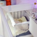 pet15라1786 | 15살 노령견 강아지 산소방 거부 없이 적응하기 Day3