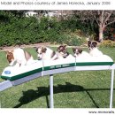 사랑애견 이미지