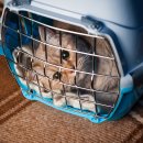 착한 고양이 이미지