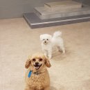 펫도그 애견스쿨 이미지