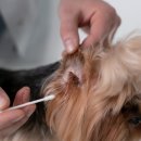 서울88동물의료원 이미지