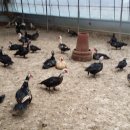 참나무골농장 이미지