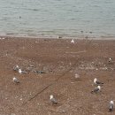 갈매기농장 이미지