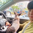 도시 강아지 이미지