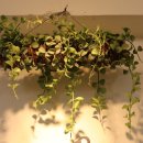 강남-146 이미지