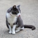 고양시 동물보호센터 이미지