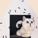 다온펫# 이미지