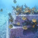 대진수산 이미지