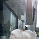 개나리커피숍