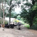 아침농장순창 이미지