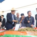 알팔파