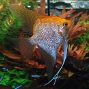 골든엔젤 이미지