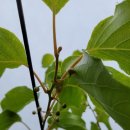 다래농장 이미지