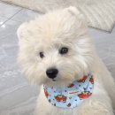 퍼피랜드 | 퍼피픽 웨스티, 화이트테리어 •신뢰기관• 분양후기