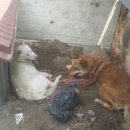 엄마는장금이 이미지