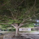 라오스 비엔티안 짜오아누봉공원 여학생 나무/삶, 숨, 쉼터, 나무 이야기115 이미지