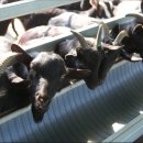 토종목장 이미지