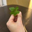 감포횟집 | 경주 여행 먹거리 감포 횟집 부부수산 모듬회 포장 후기