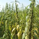 열려라 참깨 이미지