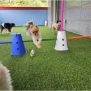 리치펫하우스 이미지