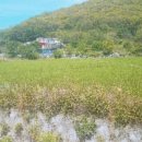 삼산면-8 이미지