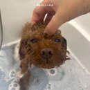 다듬, 강아지미용실 이미지