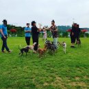 개스키라빈스 이미지