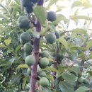 지우네 농장 이미지