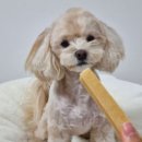 도그앤츄 이미지