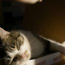 행복한집사 이미지