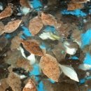 요리횟집 이미지