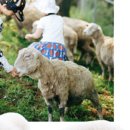 맘마목장 이미지