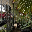 그린가든 | 화원 리뷰9) 고양 더그린가든센터 후기 / 고사리 중심 감성 화원 / 보물찾기형 구조 / 구입식물 있음