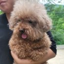 견인지역 애견운동장 유치원 김포점 이미지