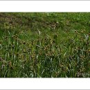 들꽃카페 이미지