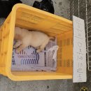 남대천새벽시장 이미지