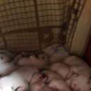 지수농장 이미지