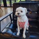 멍냥이 펫싸롱, 펫호텔 | 주안 애견미용 멍냥이펫싸롱펫호텔 우리 댕댕이 미용했어요