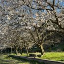 송산유원지 | 벚꽃 막차🌸 광주에서 벚꽃 가장 늦게 피는 곳 광주 벚꽃 명소 임곡교 송산유원지 피크닉 후기