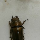 주산사슴농장 이미지