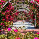 &#34;1천만 송이 장미=삼척 장미공원축제=5월 23일부터 6월 1일까지 10일간 개최=단일 규모 세계 이미지