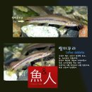 한국의 민물고기 일부 이미지