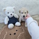 버디독 강아지분양 안심분양센터 시흥점 이미지