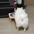 빠멍애견미용실 이미지