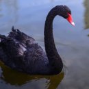 Black Swan 이미지