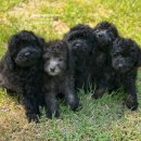 토이켄넬 이미지