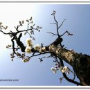 파도 한 송이 이미지