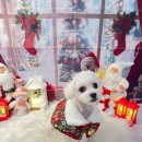 아이그루밍 | 천안배냇미용으로 첫 경험, 코코그루밍 방문 기록